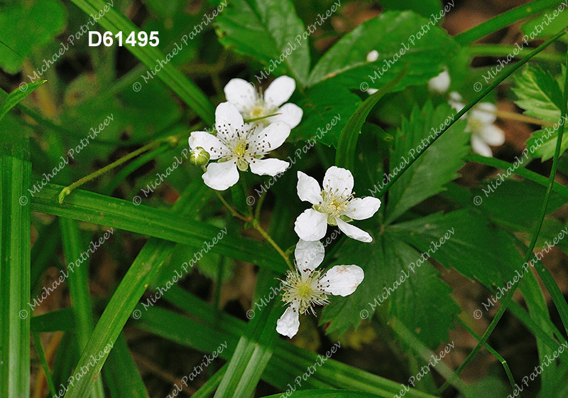 Northern Dewberry (Rubus flagellaris)